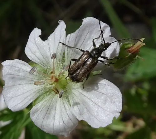Gnathacmaeops pratensis - photo 4