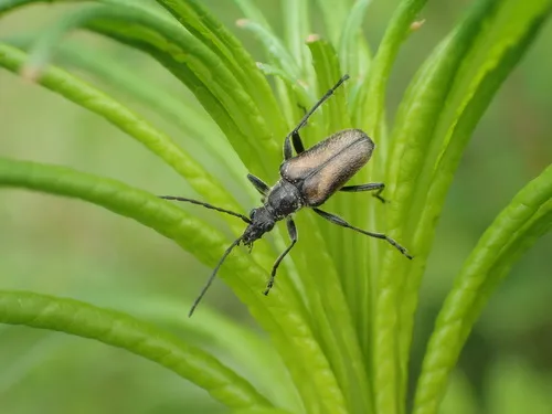 Gnathacmaeops pratensis - photo 5