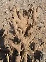 Long-jawed Desert Termites - photo 2