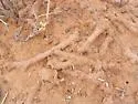 Long-jawed Desert Termites - photo 3
