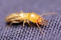 Long-jawed Desert Termites - photo 4