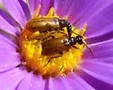 Gnathium californicum