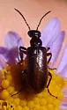 Gnathium californicum - photo 2