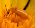 Gnathium caviceps