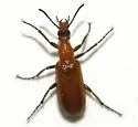Gnathium francilloni