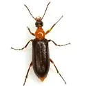 Gnathium francilloni - photo 2