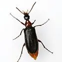 Gnathium francilloni - photo 4