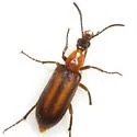 Gnathium longicolle