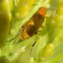 Gnathium nitidum