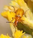 Gnathium nitidum - photo 2