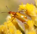 Gnathium nitidum - photo 3