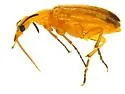 Gnathium nitidum - photo 4
