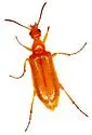 Gnathium nitidum - photo 5