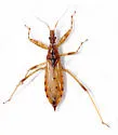 Gnathobleda litigiosa - Gnathobleda litigiosa
