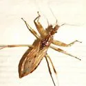 Gnathobleda litigiosa - photo 4