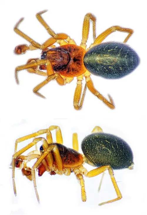 Gnathonarium dentatum