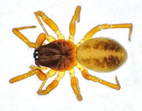 Gnathonarium dentatum - photo 2