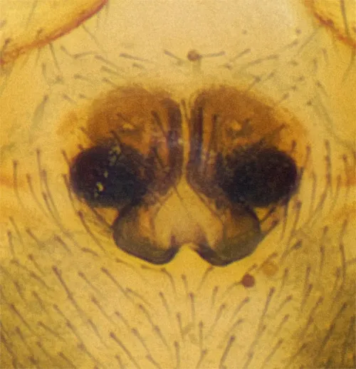 Gnathonarium dentatum - photo 3