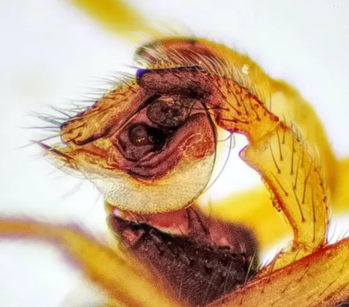 Gnathonarium dentatum - photo 4