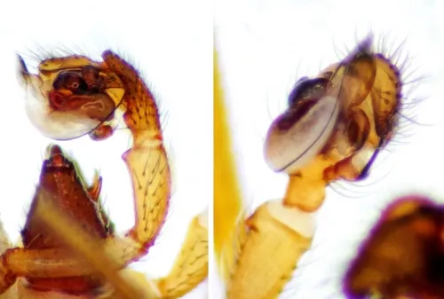 Gnathonarium dentatum - photo 5