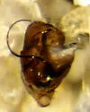 Gnathonaroides pedalis - photo 2