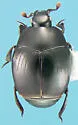 Gnathoncus barbatus