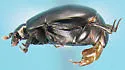 Gnathoncus barbatus - photo 3