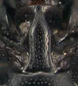 Gnathoncus barbatus - photo 4