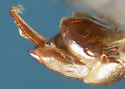 Gnathoncus barbatus - photo 5