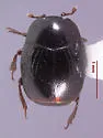 Gnathoncus rotundatus - Gnathoncus rotundatus