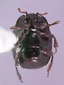 Gnathoncus rotundatus - photo 2