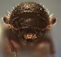 Gnathotrichus denticulatus - photo 2