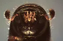 Gnathotrichus denticulatus - photo 3