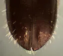 Gnathotrichus denticulatus - photo 4