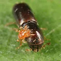 American Utilizable Wood Bark Beetle
