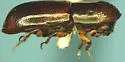 American Utilizable Wood Bark Beetle - photo 2