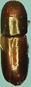 American Utilizable Wood Bark Beetle - photo 3