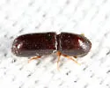 American Utilizable Wood Bark Beetle - photo 4