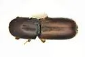 American Utilizable Wood Bark Beetle - photo 5
