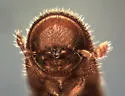 Gnathotrichus pilosus - photo 2