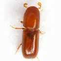 Gnathotrichus pilosus - photo 3
