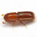 Gnathotrichus pilosus - photo 4