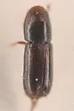 Gnathotrichus retusus