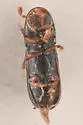 Gnathotrichus retusus - photo 2