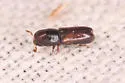 Gnathotrichus retusus - photo 4