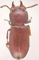 Broad-horned Flour Beetle - photo 2