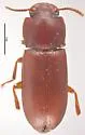 Broad-horned Flour Beetle - photo 3