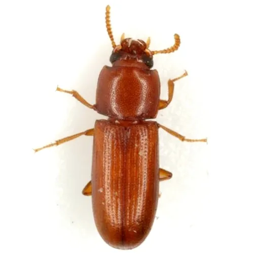 Gnatocerus guatemalensis