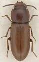 Slender-horned Flour Beetle - Gnatocerus maxillosus