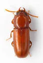 Slender-horned Flour Beetle - photo 2